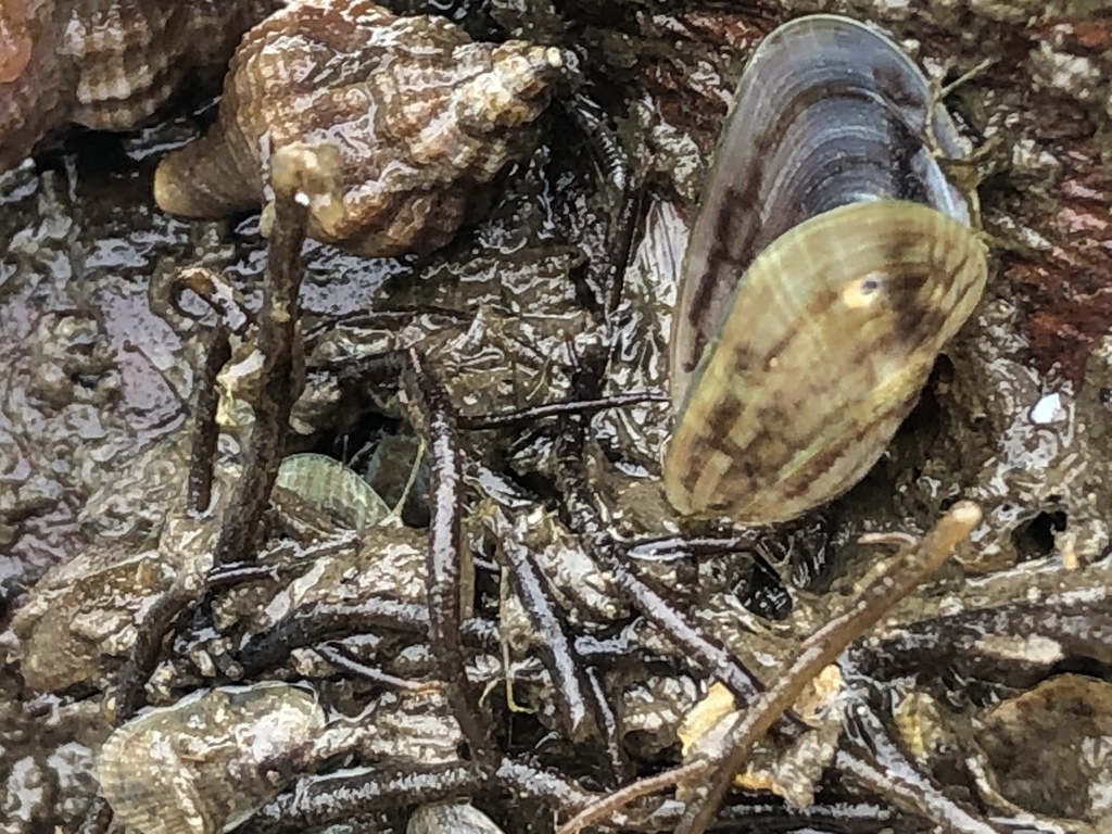 Asian Date Mussel from Lake Merritt, Oakland, CA, US on July 19, 2020