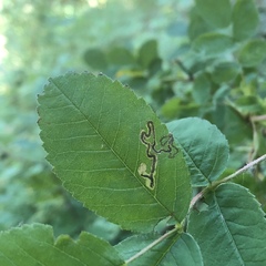 Stigmella anomalella