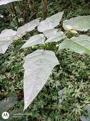 Solanum acerifolium