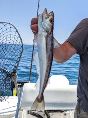 Merluccius bilinearis