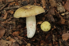 Russula violeipes