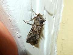 Cornutiplusia circumflexa