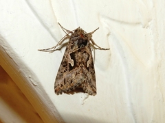 Cornutiplusia circumflexa