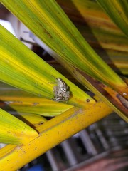 Thyene coccineovittata