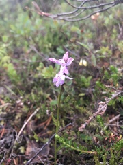 Dactylorhiza lapponica