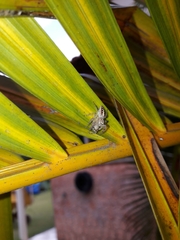 Thyene coccineovittata