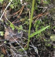 Dactylorhiza lapponica