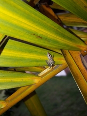 Thyene coccineovittata