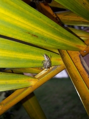 Thyene coccineovittata