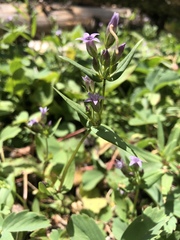 Swertiinae
