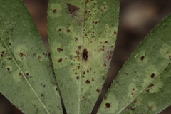 Puccinia punctata