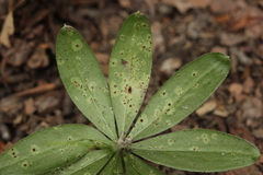 Puccinia punctata