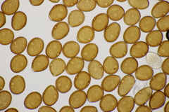 Puccinia punctata