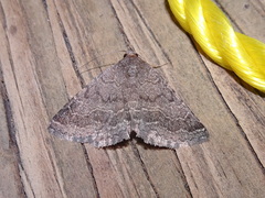 Matigramma pulverilinea