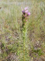 Liatris aestivalis