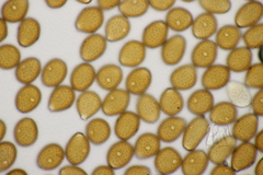 Puccinia punctata