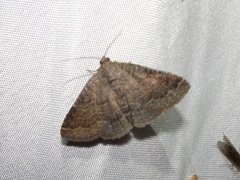 Matigramma pulverilinea