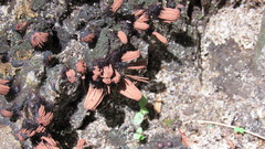 Stemonitis axifera