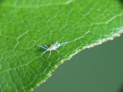 Calaphidina