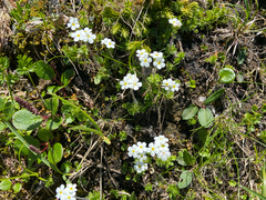 Androsace chamaejasme