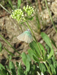 Callophrys affinis affinis
