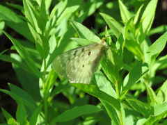 Parnassius clodius menetriesii