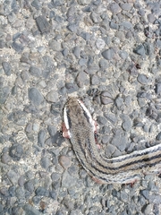 Salvadora lemniscata