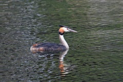 Podiceps cristatus