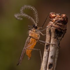 Aphidoletes