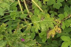 Puccinia calcitrapae