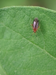 Rhinocapsus vanduzeei