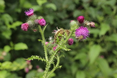 Puccinia calcitrapae