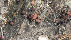 Stemonitis axifera