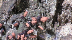 Stemonitis axifera