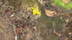 Stemonitis axifera