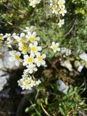 Saxifraga paniculata