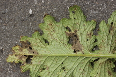 Puccinia calcitrapae