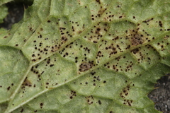 Puccinia calcitrapae