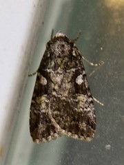 Anaplectoides prasina