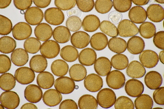 Puccinia calcitrapae