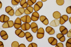 Puccinia calcitrapae