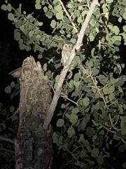 Psiloscops flammeolus