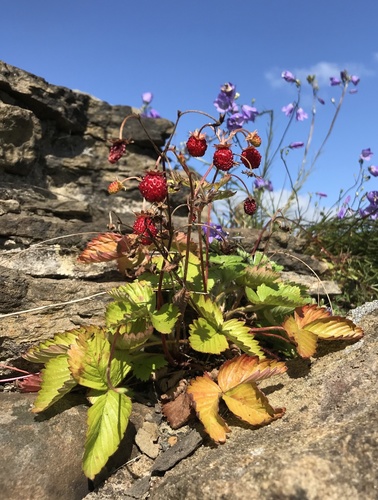 Paprastoji žemuogė nuotrauka