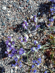 Limonium sinuatum sinuatum