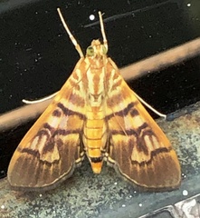 Arthromastix lauralis