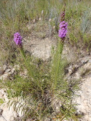 Liatris aestivalis