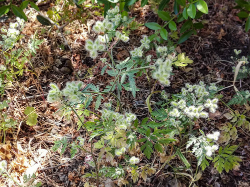 African Hedge Parsley (Torilis africana)