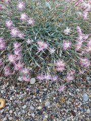Dianthus crinitus