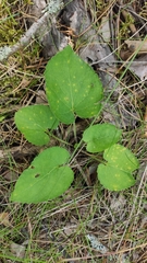 Viola collina