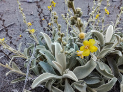 Verbascum syriacum